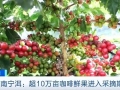 咖啡市场火爆！云南宁洱咖啡全产业链产值或达13.46亿元→