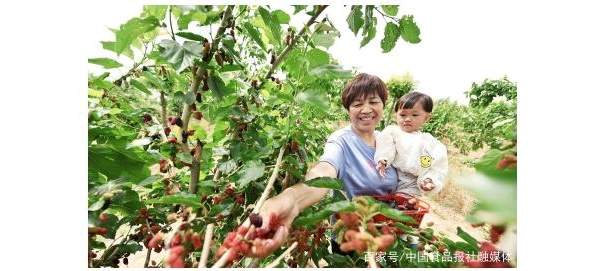 五措并举 河北邯郸肥乡跑出农业产业振兴加速度
