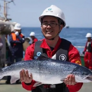 冷水团三文鱼成青岛西海岸新区闪亮名片