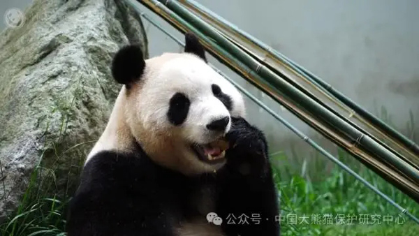 大熊猫“福宝”将在12日与公众见面