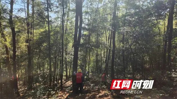 “呵护”十万亩绿海松涛，湘江新区林长制工作出实招
