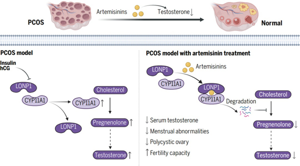 汤其群教授团队发现青蒿素类衍生物可治疗多囊卵巢综合征并揭示其机制