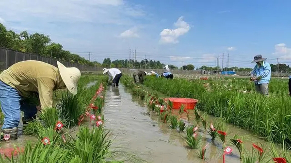 Science罕见发表同单位“背靠背”论文：“未来农药”喷一喷，植物抗病力倍增