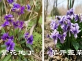 早开堇菜和紫花地丁