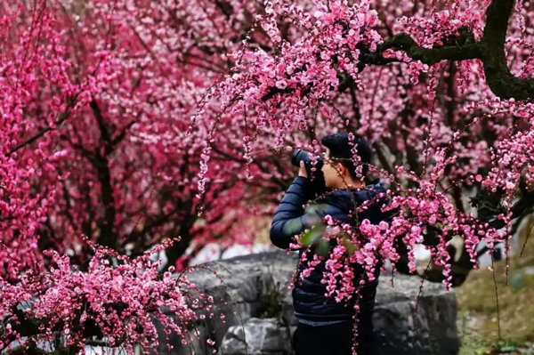 即将开园！看梅花，来贵州梅园