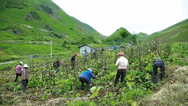 重庆开州：预计到2029年，道地中药材全产业链产值将突破200亿元