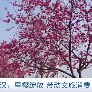 抢抓樱花经济！武汉早樱迎来盛花期，商家特色文创上新→