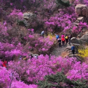 青岛西海岸新区“花开西海岸 旅居好时光”春季旅游系列活动启动